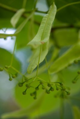 Tilia miqueliana - lípa miquelova - květ